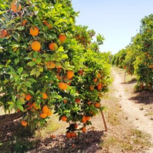 محصول البرتقال 2