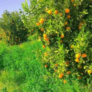 محصول البرتقال 4