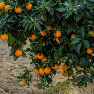 محصول البرتقال 6