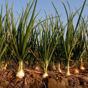 محصول البصل 2