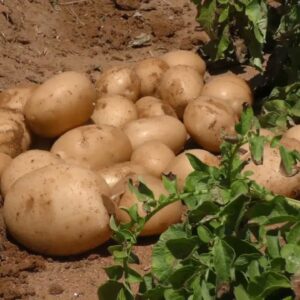 محصول البطاطس 1