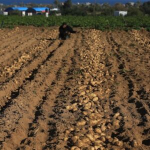 محصول البطاطس 2