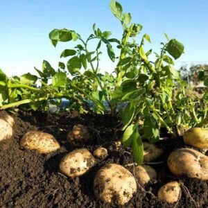محصول البطاطس 3