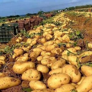 محصول البطاطس 4