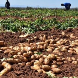 محصول البطاطس 5